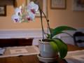 Orchid.<br />March 16, 2012 - At Ronnie and Baiba's in Baltimore, Maryland.