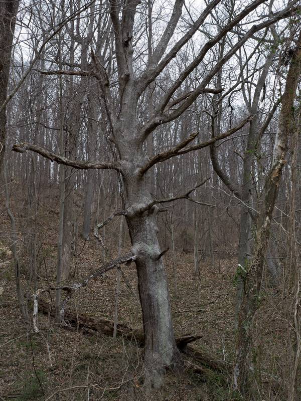 March 16, 2012 - Northern Central Railroad Trail, Monkton, Maryland.