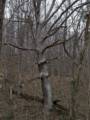 March 16, 2012 - Northern Central Railroad Trail, Monkton, Maryland.