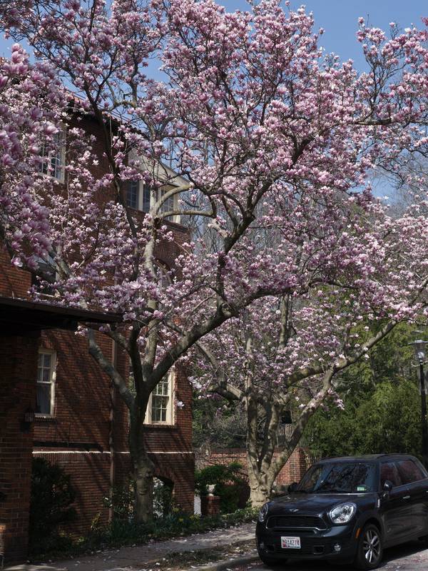 Magnolias.<br />March 17, 2012 - Baltimore, Maryland.
