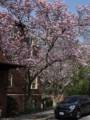Magnolias.<br />March 17, 2012 - Baltimore, Maryland.