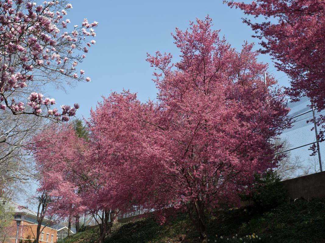 Cherry trees?<br />March 17, 2012 - Baltimore, Maryland.