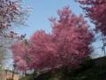 Cherry trees?<br />March 17, 2012 - Baltimore, Maryland.