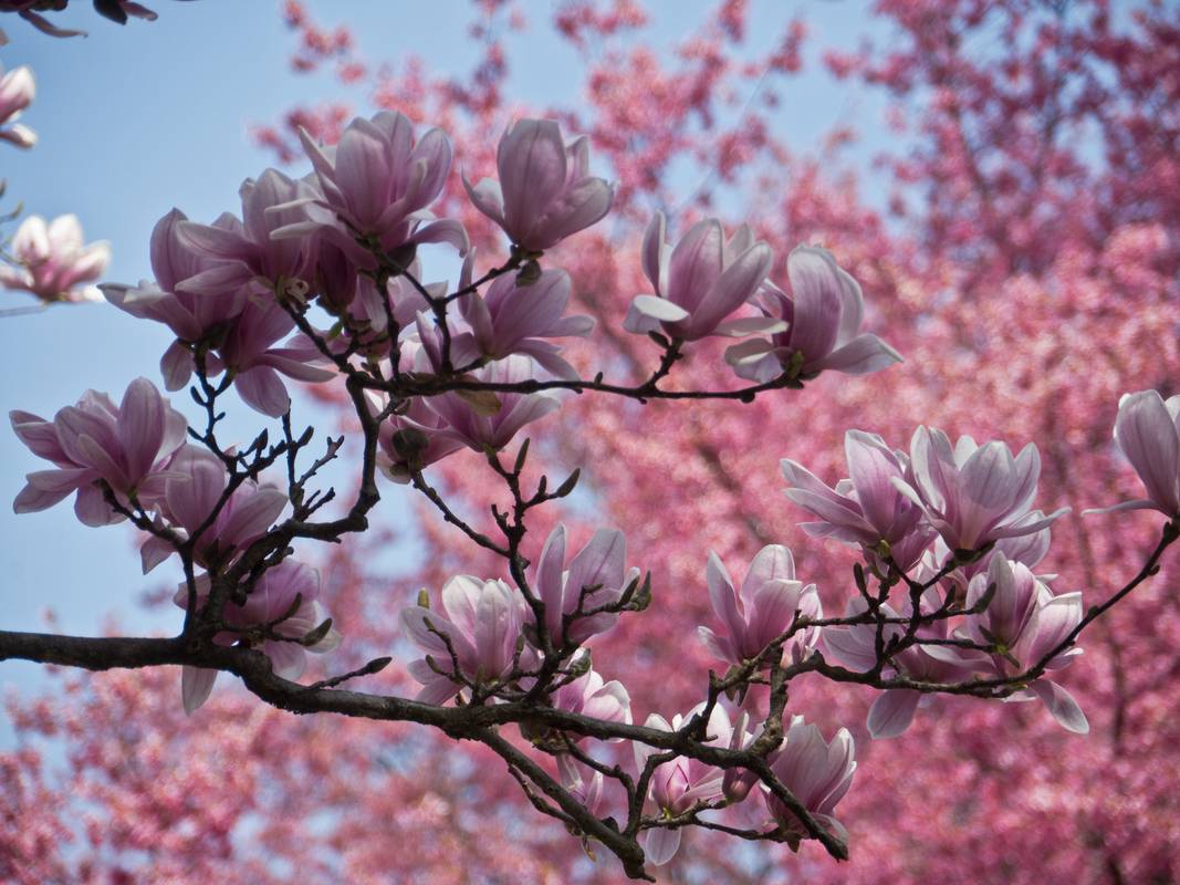 Magnolia blossoms.<br />March 17, 2012 - Baltimore, Maryland.