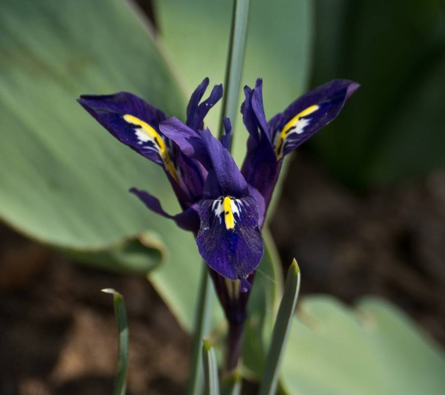 Dwarf iris?<br />March 17, 2012 - Baltimore, Maryland.