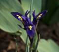 Dwarf iris?<br />March 17, 2012 - Baltimore, Maryland.