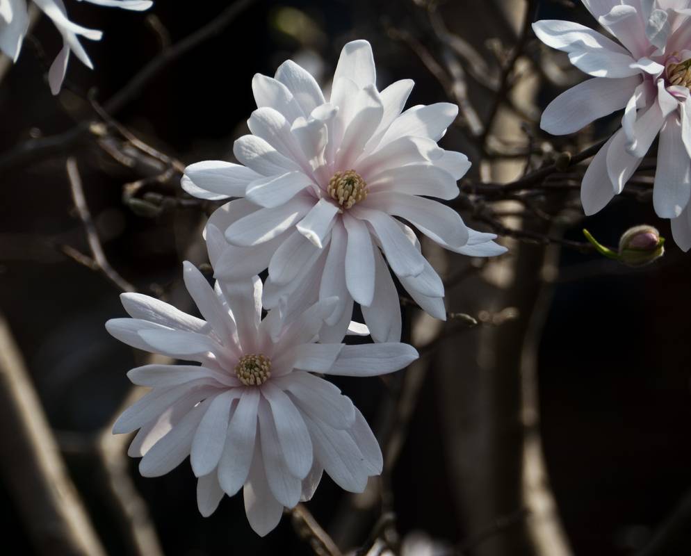 Blooms of tree of previous image.<br />March 17, 2012 - Baltimore, Maryland.