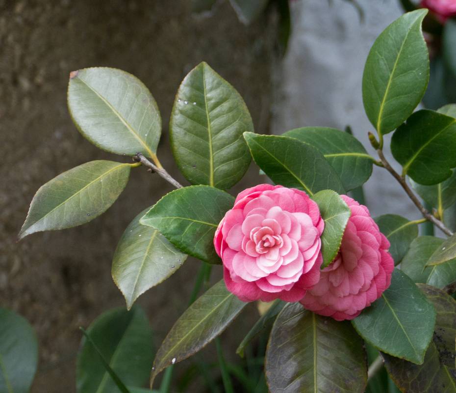 Camellia.<br />March 17, 2012 - Baltimore, Maryland.