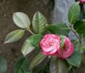 Camellia.<br />March 17, 2012 - Baltimore, Maryland.