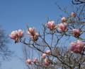 Magnolia blossoms.<br />March 17, 2012 - Baltimore, Maryland.