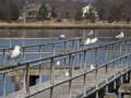 Cashman Park.<br />March 20, 2012 - Newburyport, Massachusetts.
