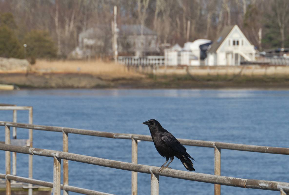 A crow replacing seagulls.<br />Cashman Park.<br />March 20, 2012 - Newburyport, Massachusetts.