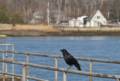 A crow replacing seagulls.<br />Cashman Park.<br />March 20, 2012 - Newburyport, Massachusetts.