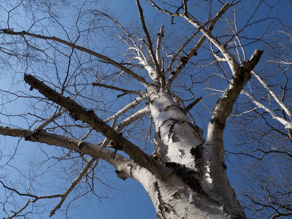 April 11, 2012 - Maudslay State Park, Newburyport, Massachusetts.