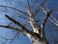 April 11, 2012 - Maudslay State Park, Newburyport, Massachusetts.
