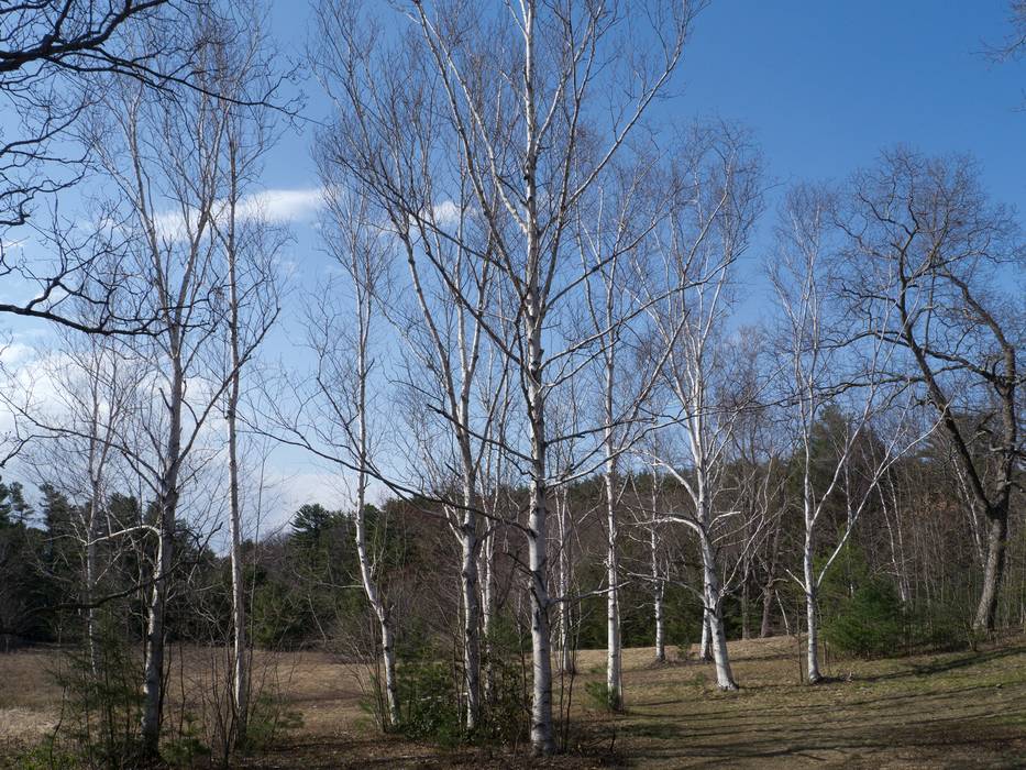 April 11, 2012 - Maudslay State Park, Newburyport, Massachusetts.