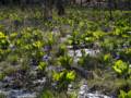 April 11, 2012 - Maudslay State Park, Newburyport, Massachusetts.