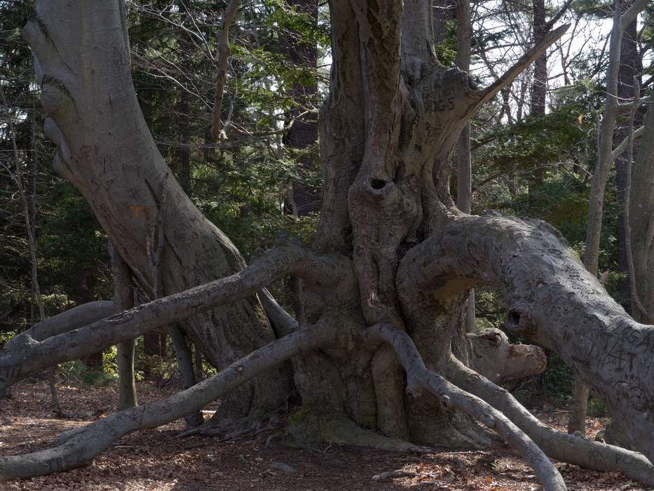 April 13, 2012 - Maudslay State Park, Newburyport, Massachusetts