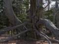 April 13, 2012 - Maudslay State Park, Newburyport, Massachusetts