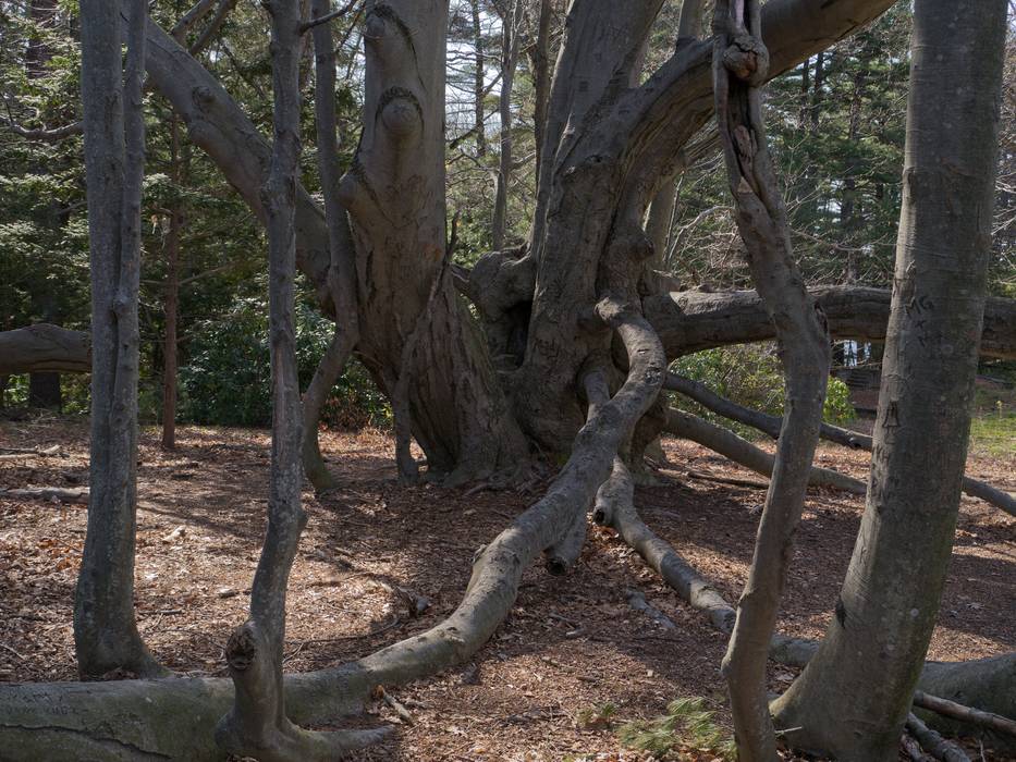April 13, 2012 - Maudslay State Park, Newburyport, Massachusetts