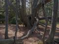 April 13, 2012 - Maudslay State Park, Newburyport, Massachusetts