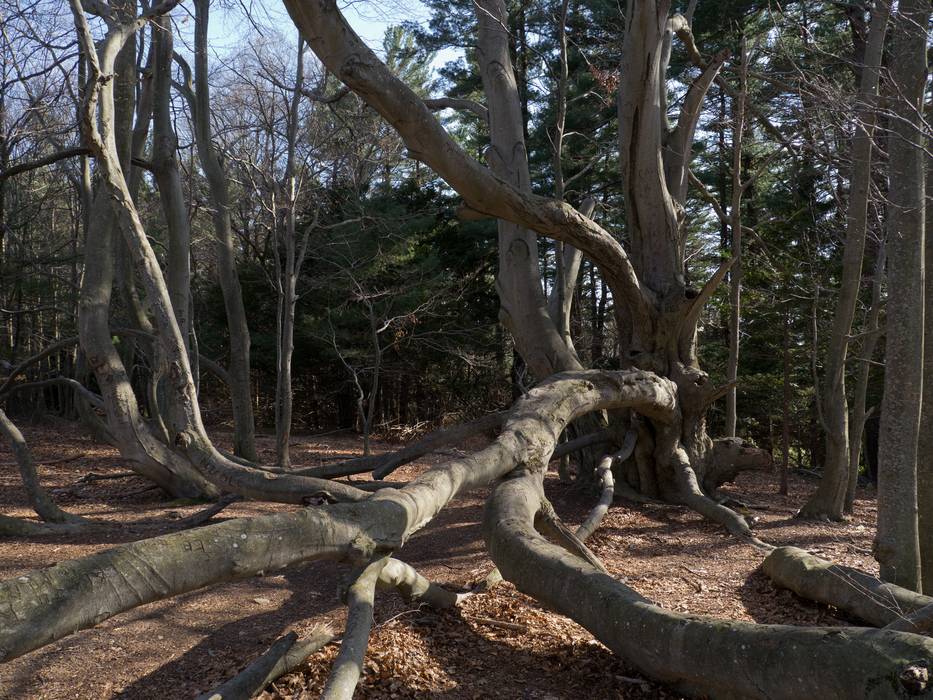 April 13, 2012 - Maudslay State Park, Newburyport, Massachusetts