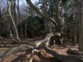 April 13, 2012 - Maudslay State Park, Newburyport, Massachusetts