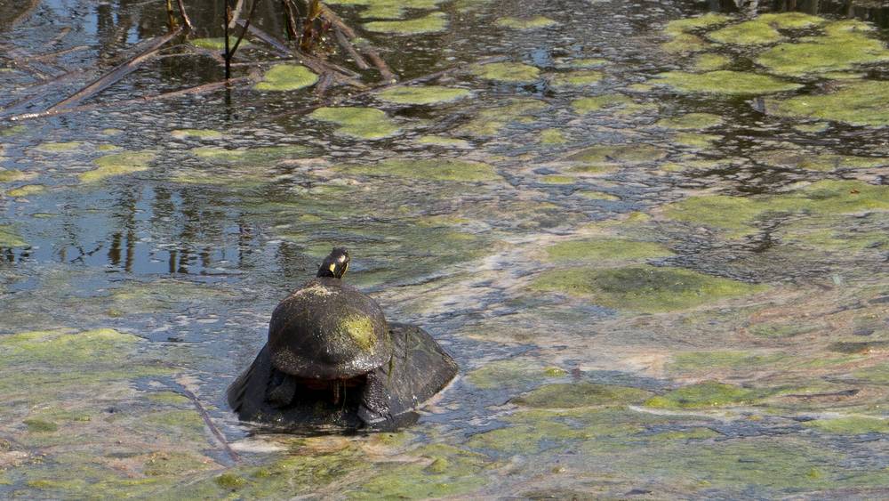 Turtle.<br />Along Old Eastern Marsh Trail.<br />April 15, 2012 - Salisbury, Massachusetts.