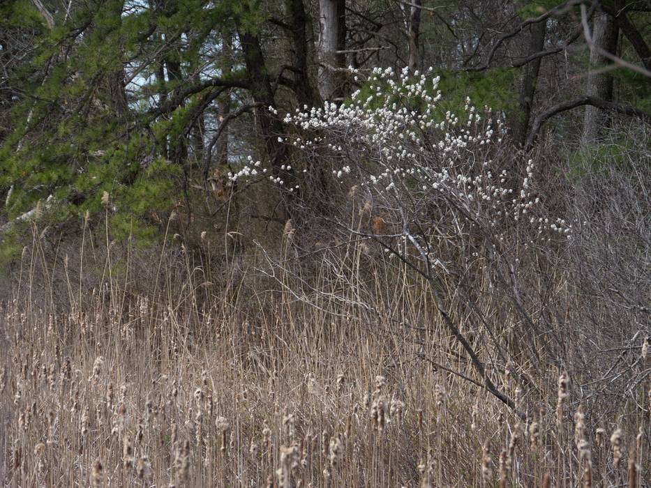 Along Old Eastern Marsh Trail.<br />April 15, 2012 - Salisbury, Massachusetts.