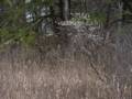Along Old Eastern Marsh Trail.<br />April 15, 2012 - Salisbury, Massachusetts.