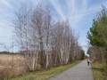 Along Old Eastern Marsh Trail.<br />April 15, 2012 - Salisbury, Massachusetts.