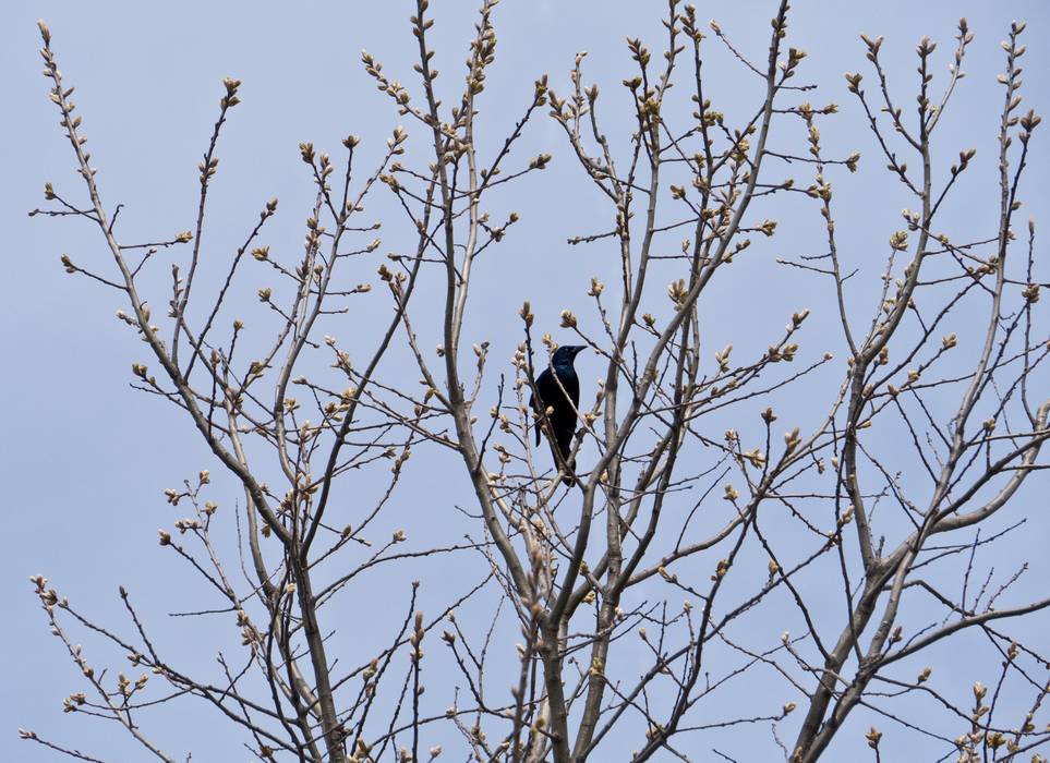 Along Old Eastern Marsh Trail.<br />April 15, 2012 - Salisbury, Massachusetts.