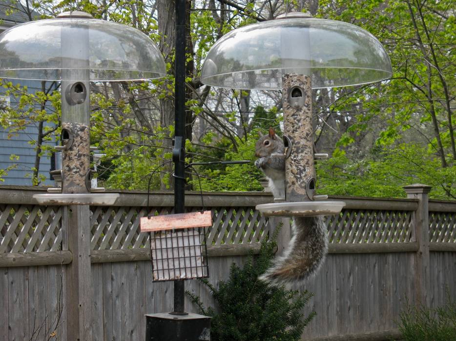 April 18, 2012 - At John and Bonnie's in Newburyport, Massachusetts.