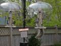 April 18, 2012 - At John and Bonnie's in Newburyport, Massachusetts.