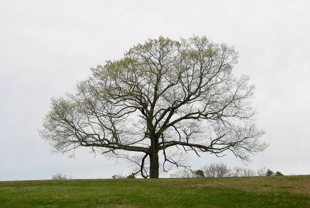 April 18, 2012 - Maudslay State Park, Newburyport, Massachusetts.