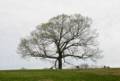 April 18, 2012 - Maudslay State Park, Newburyport, Massachusetts.