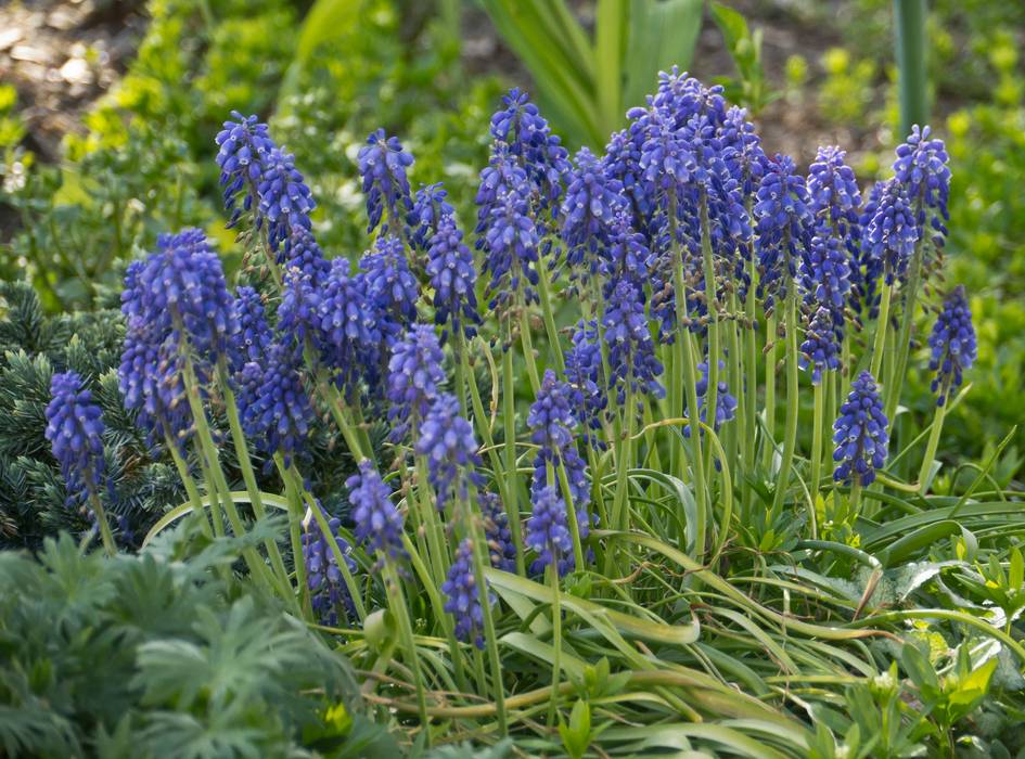 Grape hyacinth.<br />April 20, 2012 - At John and Bonnie's in Newburyport, Massachusetts.