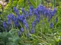Grape hyacinth.<br />April 20, 2012 - At John and Bonnie's in Newburyport, Massachusetts.