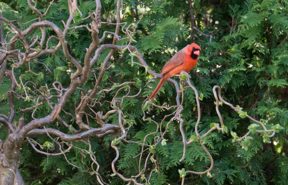 Cardinal.<br />April 20, 2012 - At John and Bonnie's in Newburyport, Massachusetts.