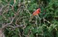 Cardinal.<br />April 20, 2012 - At John and Bonnie's in Newburyport, Massachusetts.