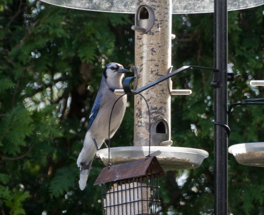 Blue jay.<br />April 20, 2012 - At John and Bonnie's in Newburyport, Massachusetts.