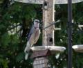 Blue jay.<br />April 20, 2012 - At John and Bonnie's in Newburyport, Massachusetts.