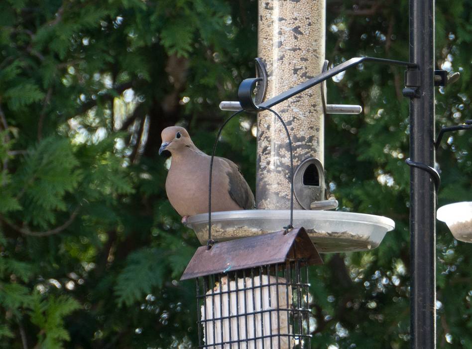 Mourning dove.<br />April 20, 2012 - At John and Bonnie's in Newburyport, Massachusetts.