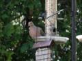 Mourning dove.<br />April 20, 2012 - At John and Bonnie's in Newburyport, Massachusetts.