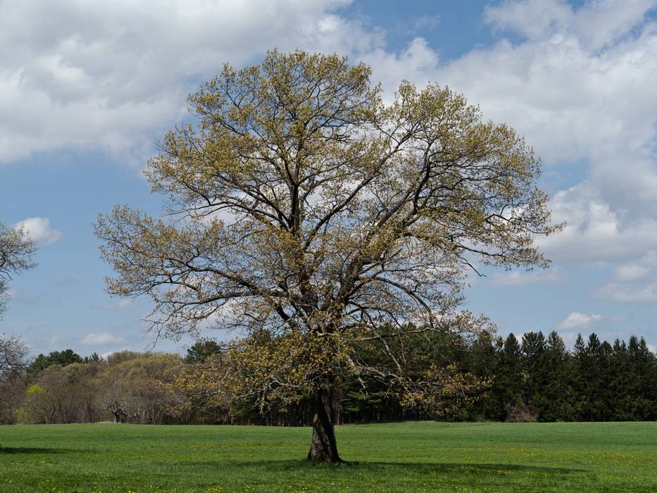 April 21, 2012 - Appleton Farms in Ipswich, Massachusetts.