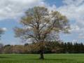 April 21, 2012 - Appleton Farms in Ipswich, Massachusetts.