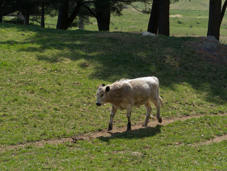 April 21, 2012 - Appleton Farms in Ipswich, Massachusetts.