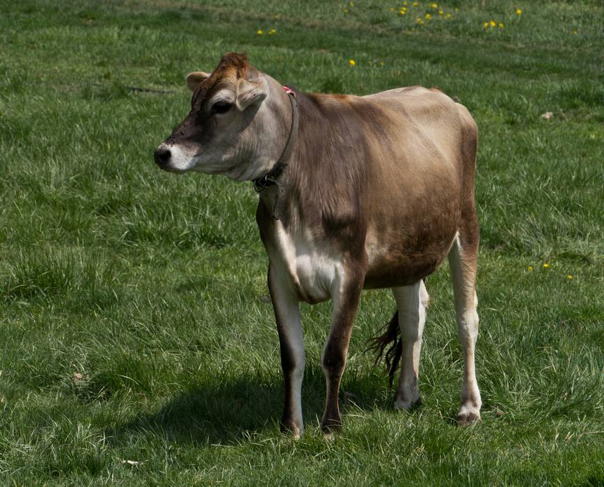 April 21, 2012 - Appleton Farms in Ipswich, Massachusetts.