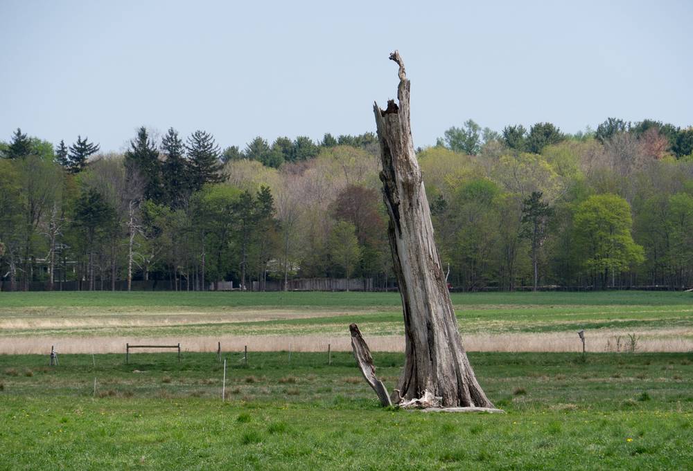 April 21, 2012 - Appleton Farms in Ipswich, Massachusetts.