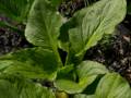April 21, 2012 - Appleton Farms in Ipswich, Massachusetts.